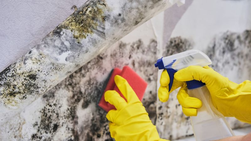 Black Mold Removal in Denton, TX