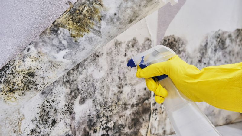 Black Mold Removal in Broward County, FL