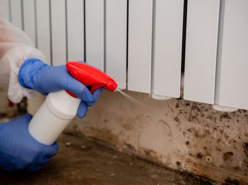 Mold Removal in Boca Raton, FL