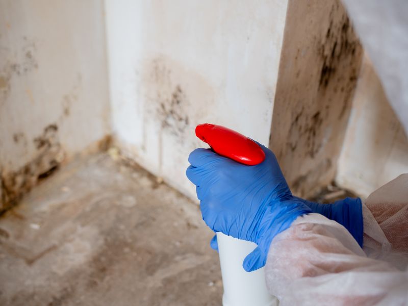 White Mold Mitigation in Broward County, FL